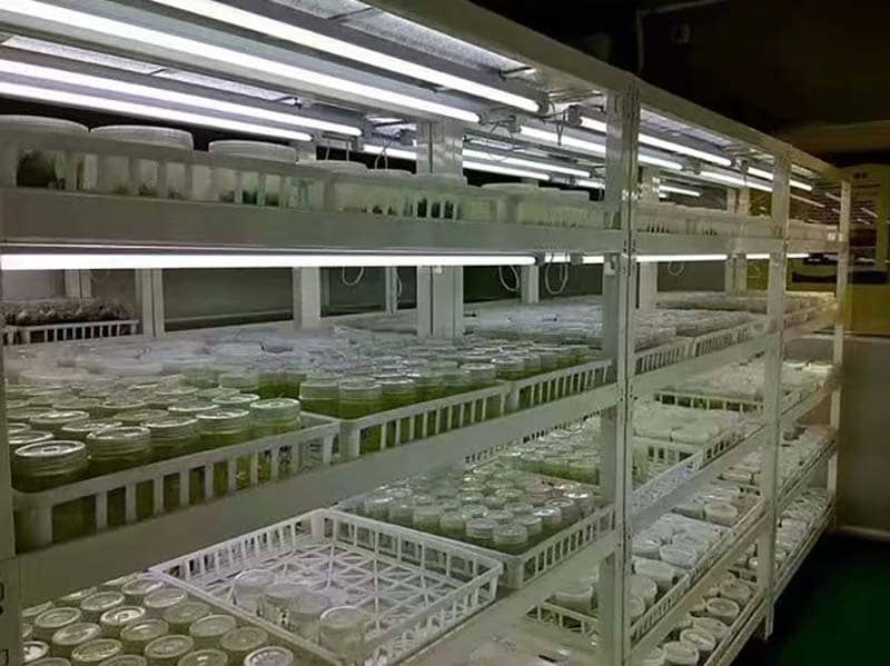 培養架、蜜桃视频无码区在线观看架、光照培養架